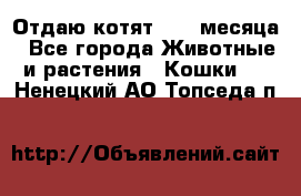 Отдаю котят. 1,5 месяца - Все города Животные и растения » Кошки   . Ненецкий АО,Топседа п.